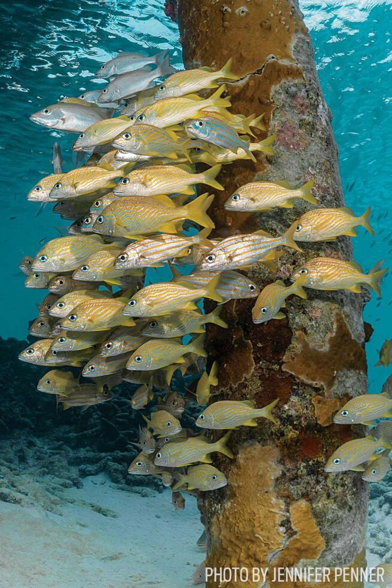 It's A Pier Thing

But when you time the dive right, you'll find massive schools stacking up under the pier supports.