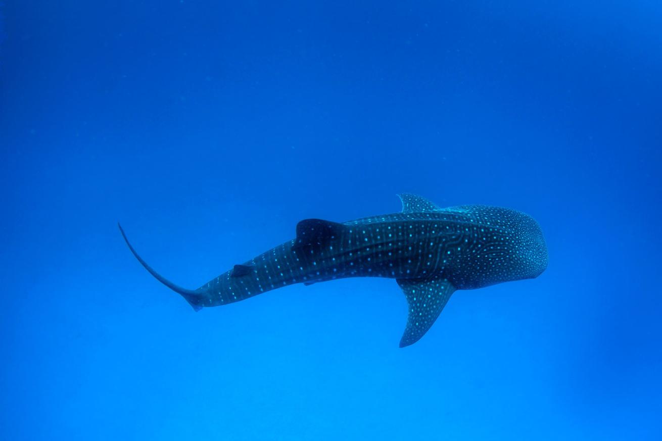 whale shark migration