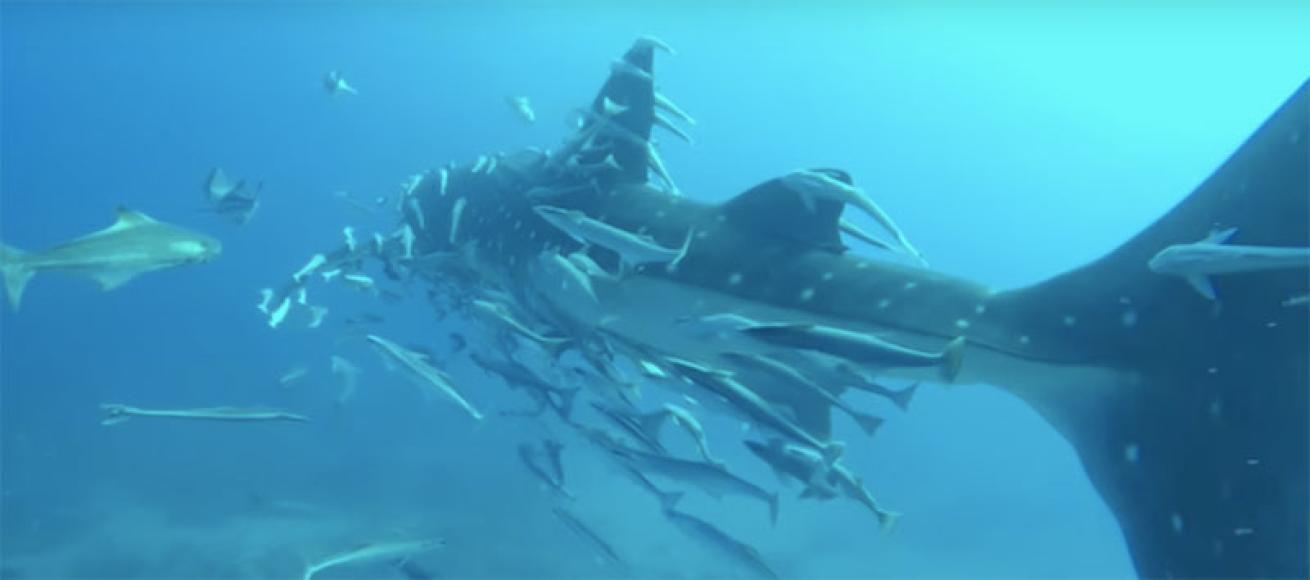 whale shark