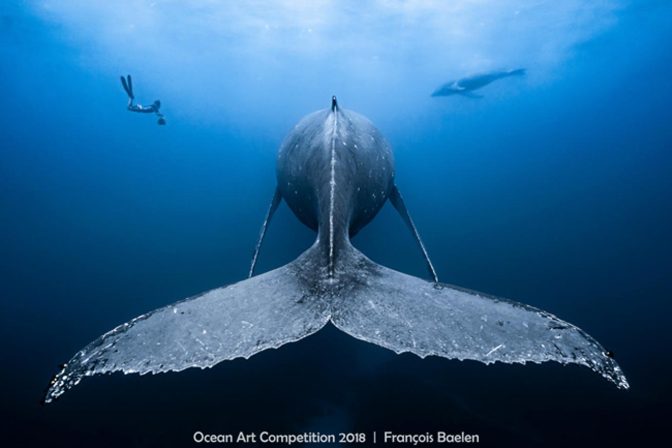 ocean art 2018 contest winner wide angle