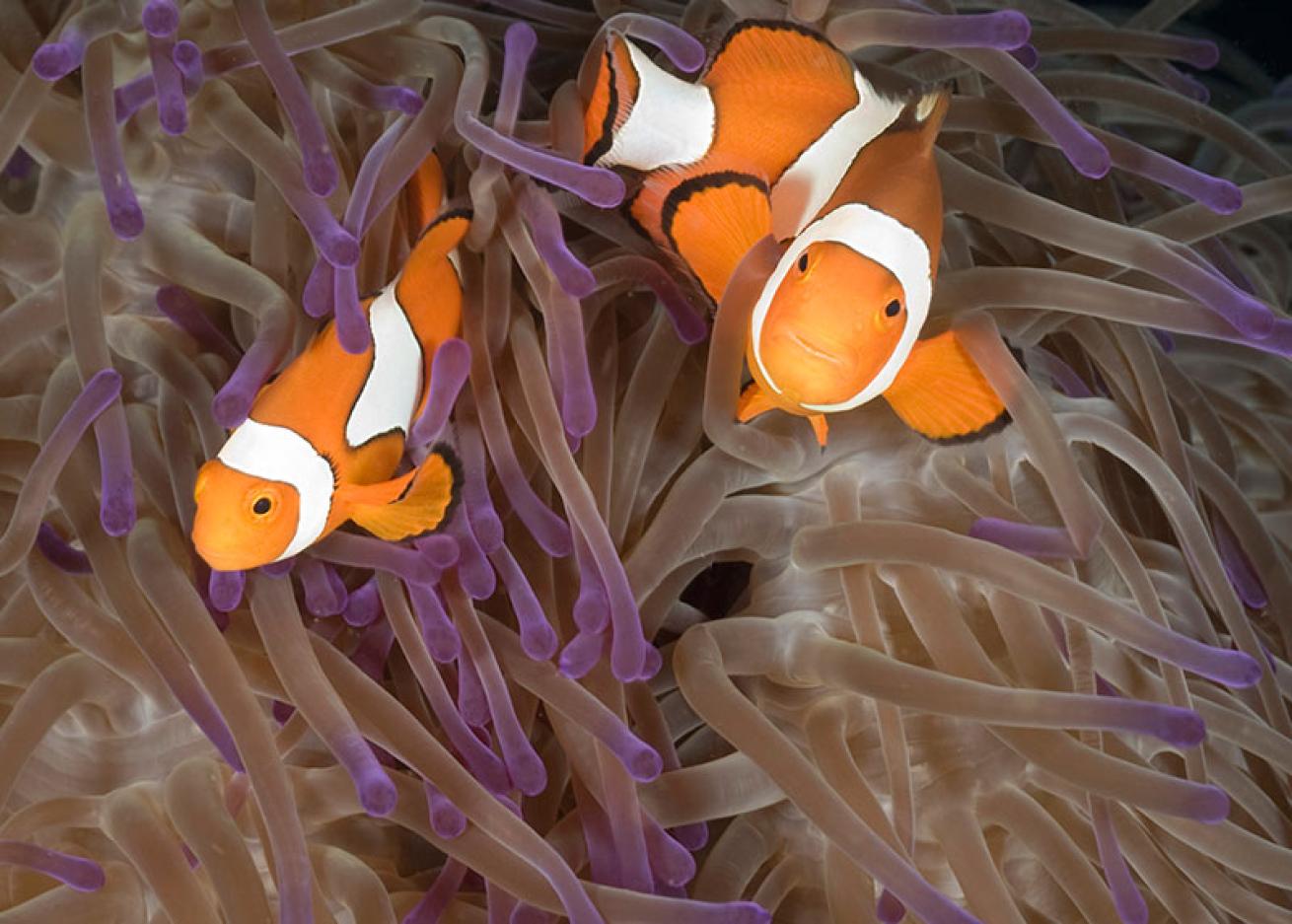 anemonefish