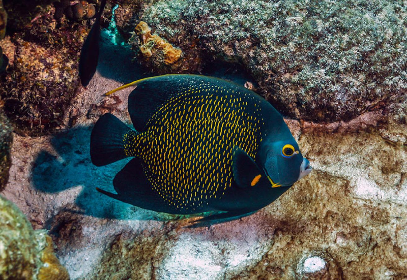 French angelfish