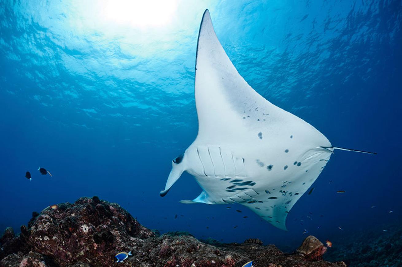 manta ray