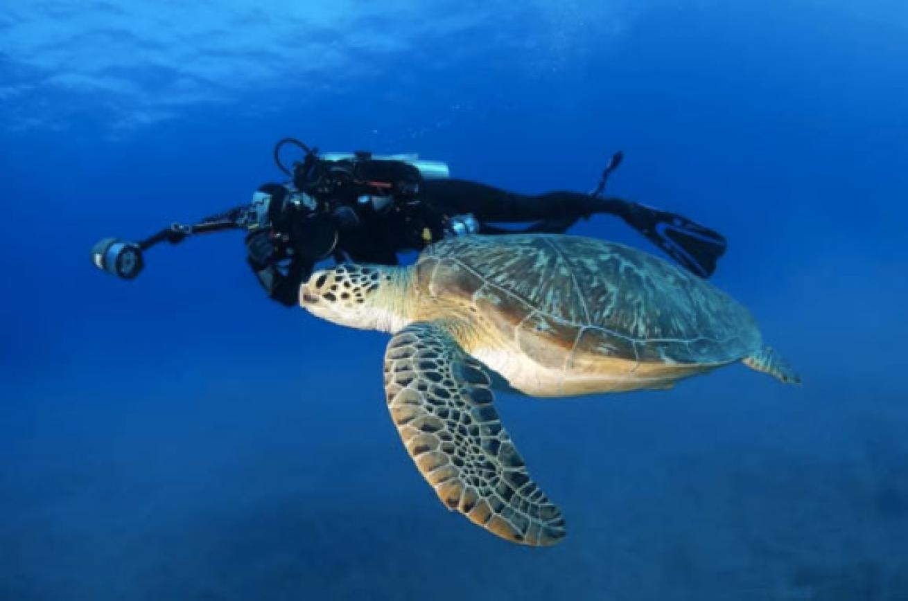 sea turtle