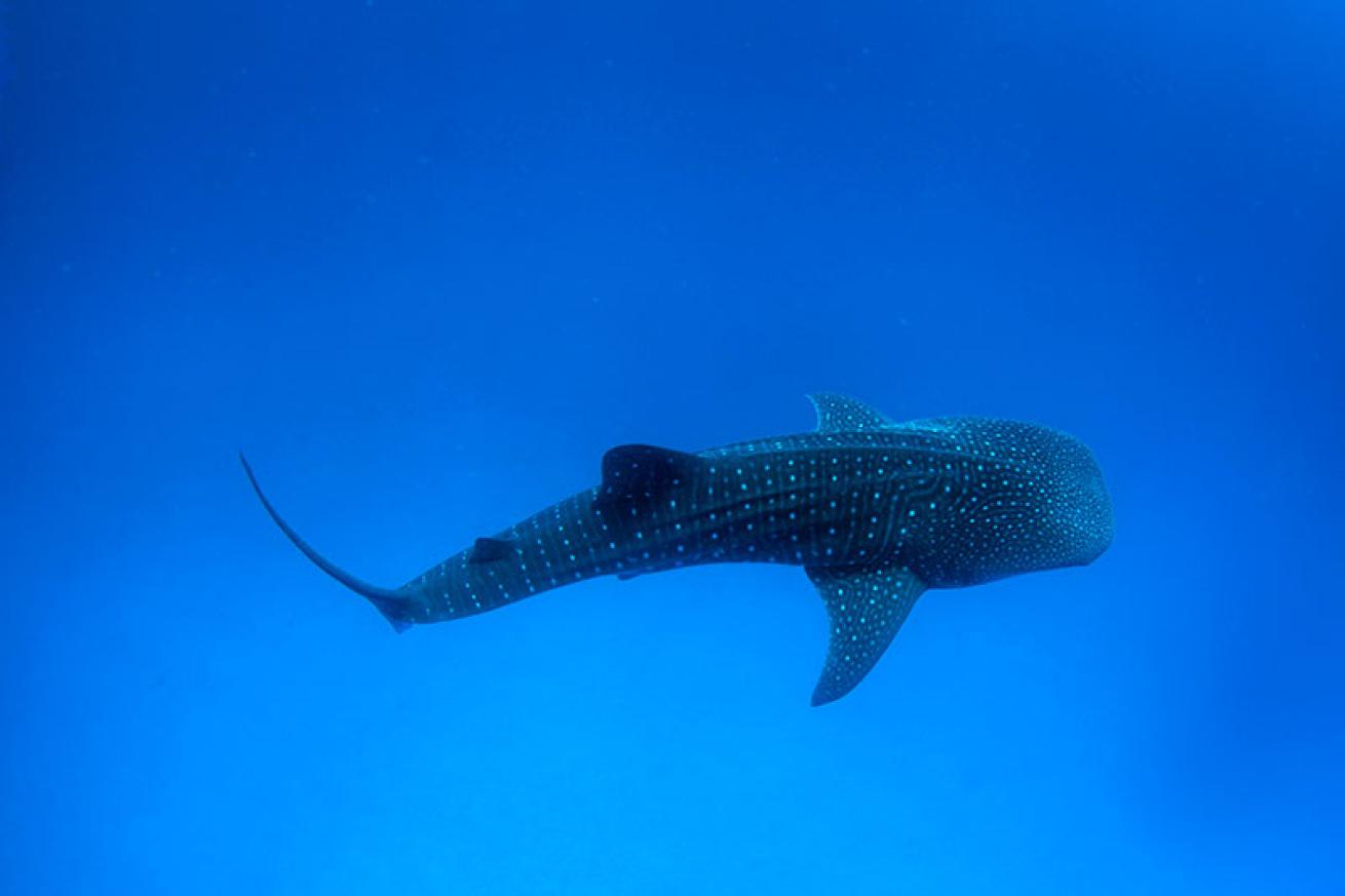 whale shark