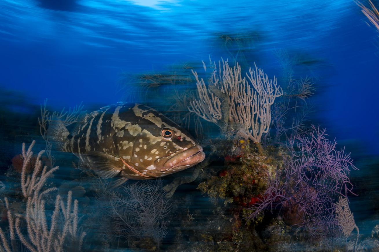 digital shootout 2019 wide angle winner