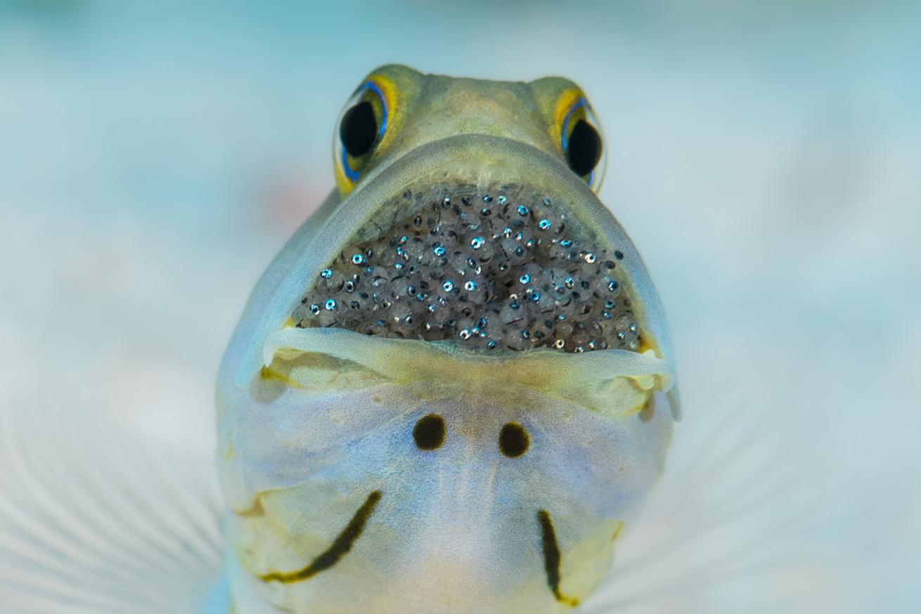 a male yellowhead jawfish (Opistognathus aurifrons) incubating eggs in mouth. Look closely to see eyes of developing embryos.