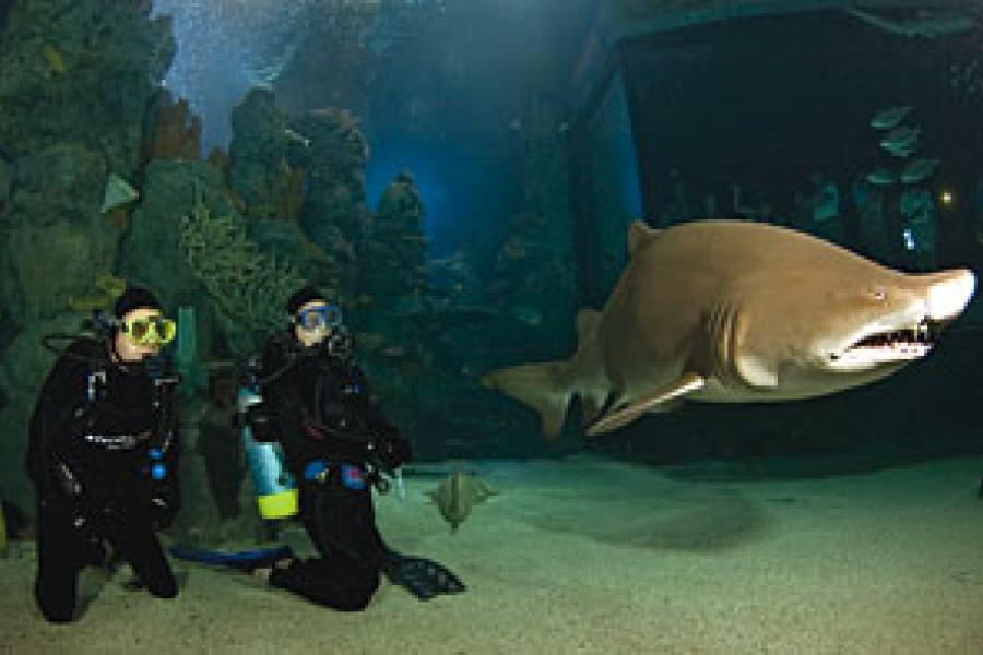 Downtown Aquarium, Denver | Scuba Diving