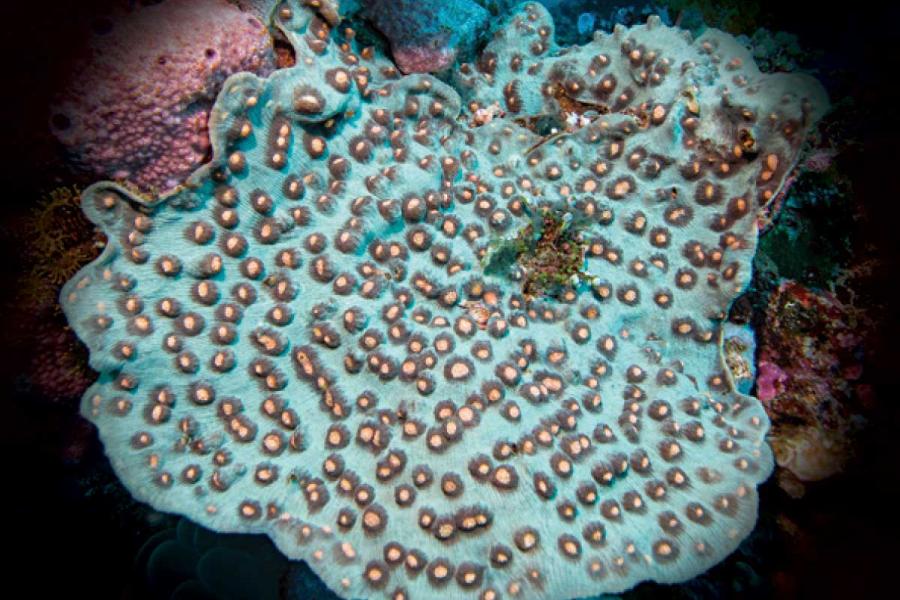 How to Identify Mycedium Elephantotus Coral | Scuba Diving