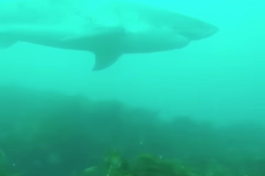 Great White Shark Shocks Divers with a Visit | Scuba Diving