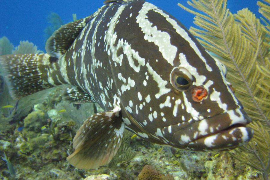 Nassau Grouper Starting to Recover off Cayman Islands - But Still Need ...