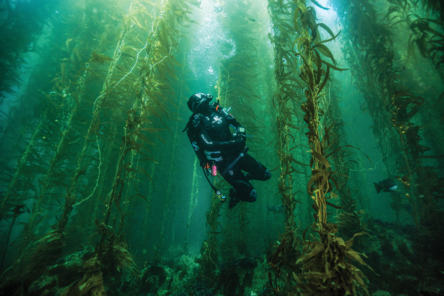 A Rugged Dive Adventure Through Channel Islands National Park | Scuba ...