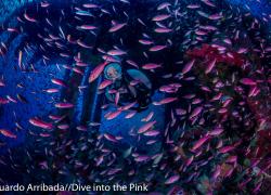 think pink photo contest 