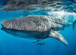 whale shark isla contoy mexico