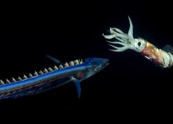snake mackerel