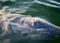 gray whale
