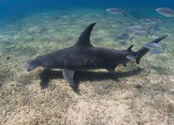 hammerhead shark mating scars