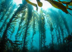 kelp forest