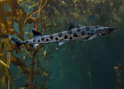 leopard shark