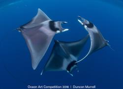 ocean art 2018 contest winner devil ray