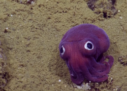 Cute stubby squid found in deep water off California