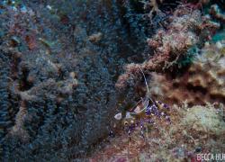 Shrimp St. Lucia