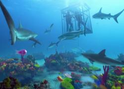 Sharks underwater cage diving photo