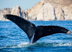 sea of cortex mexico humpback whale