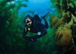 Scuba diving in the cold waters off San Clemente Island