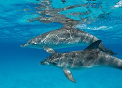 Dolphins Underwater in Caribbean 