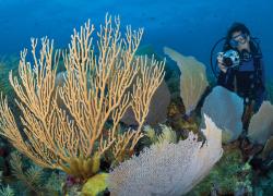 Underwater photography buoyancy skills