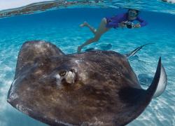 Taking a photo of a passing stingray