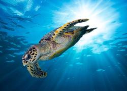 hawksbill turtle