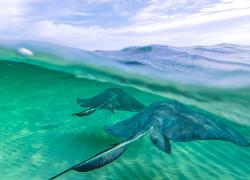 over under stingray
