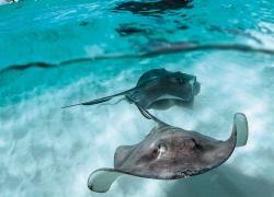 grand cayman stingray snorkeling