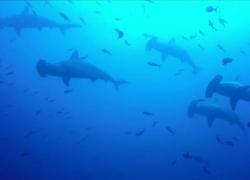 hammerhead sharks underwater Galapagos Islands Cressi
